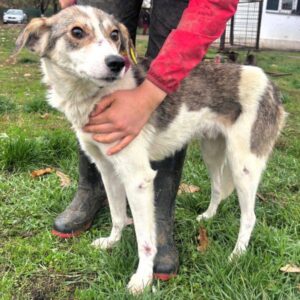 BEKE (♂) - NOTFALL - zu dünn - Wunden im Gesicht und an den Pfoten - sollte zeitnah reisen! - reist auf PDR PS im PLZ Bereich 92 (JW 11/11)