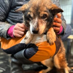 DARLA (♀) - als PDR GPH auf PDR PS (GC)