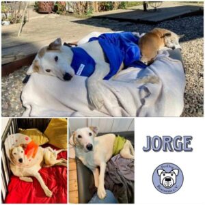 JORGE - Gnadenplatzhund seit dem 29.03.2025 - RBB 04/2025