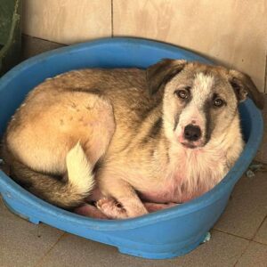 SHANIA (♀) - Notfall - Hautprobleme (12/25)