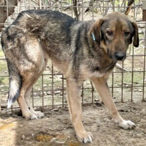 CALINO(♂) - vermittelt NH