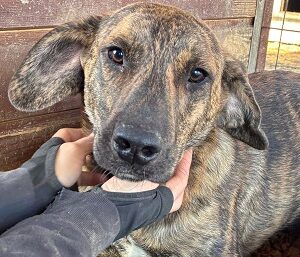 CLIVE (♂) - reserviert TST (SAS 17.11.)