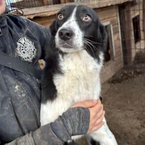 FENRIK (♂) - med. Notfall - Lungenkrank