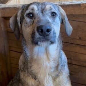 HILDEGARD (♀) - wird unsicher, sollte dringend ausreisen