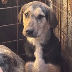 JAGGER (♂) - wird unsicher, sollte dringend ausreisen