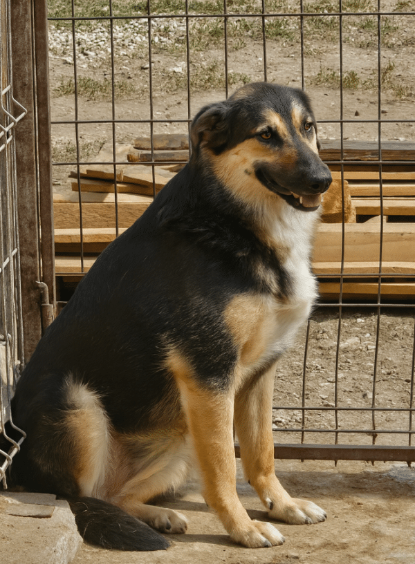 JORKA (♀) – Bild 3