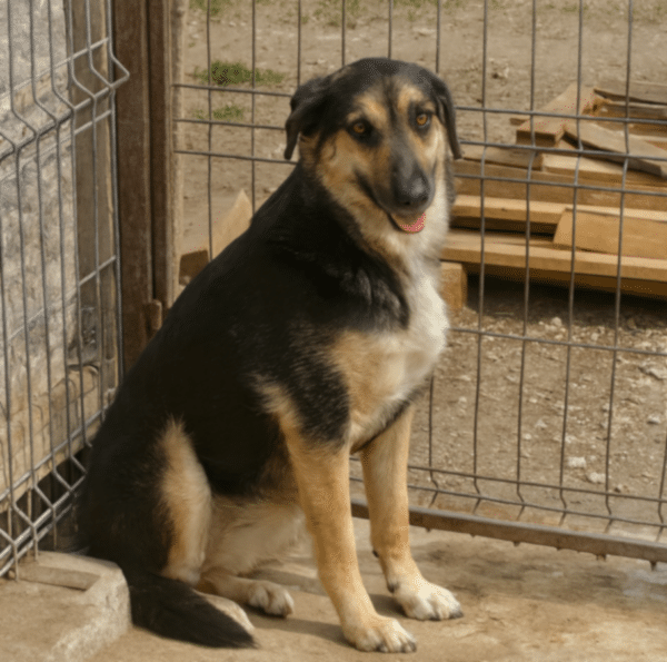 JORKA (♀) – Bild 2