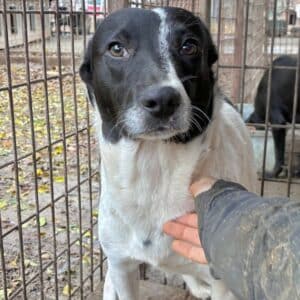 LEVI (♂) – med. Notfall – Lungenkrank