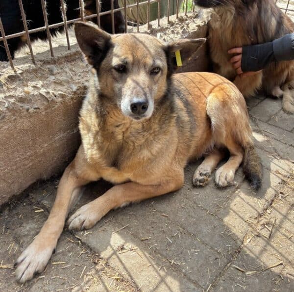 WOLF (♂) - seit mind. 2019 im Shelter – Bild 3