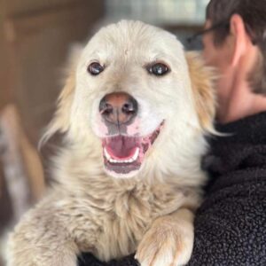 FIPPS (♂) - ausgereist zur Tierhilfe Tierhilfe DR 22.08.25