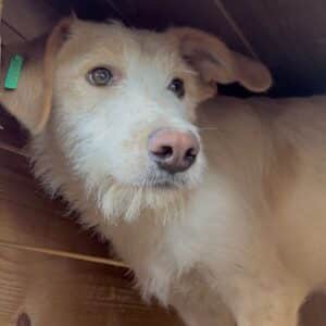 SKALDE (♂) - bereits unsicher, sollte dringend reisen