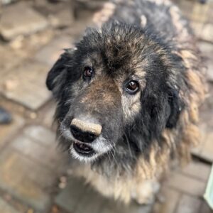 SAMSON (♂) - NOTFALL - resignierter, abgekämpfter Senior; Hüftprobleme