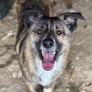 RAUNE (♀) - beginnende Hautprobleme