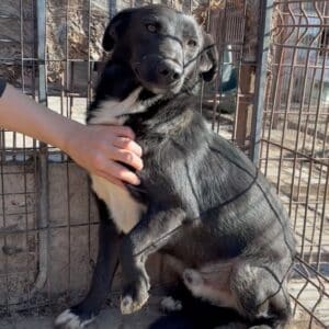 URMEL (♂) - etwas unsicher, sollte zeitnah reisen