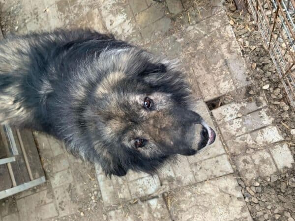 SAMSON (♂) - Hüftprobleme – Bild 4