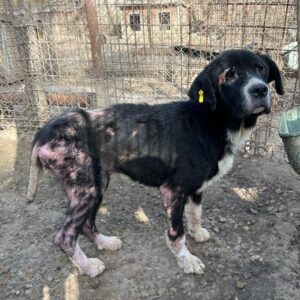 BLEAK (♂) - ausgereist zum TSV Angsthund (AL)