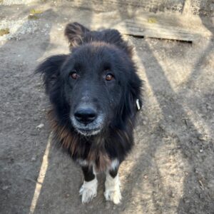 COFFEE (♀) - ausgereist 22.10.2025