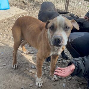 CLAUDIO (♂) - RBB 06/25