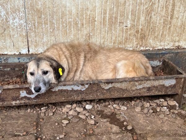 ALOIS (♂) – Bild 3