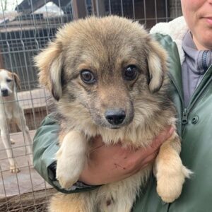 MANDUS (♂) - ausgereist zum TH Tuttlingen (AL)