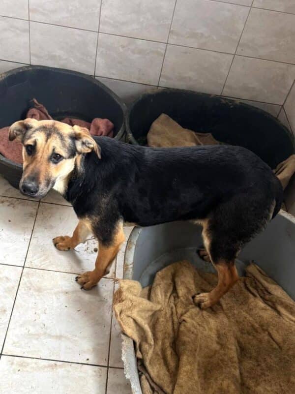 BRANDY (♂) – Bild 3