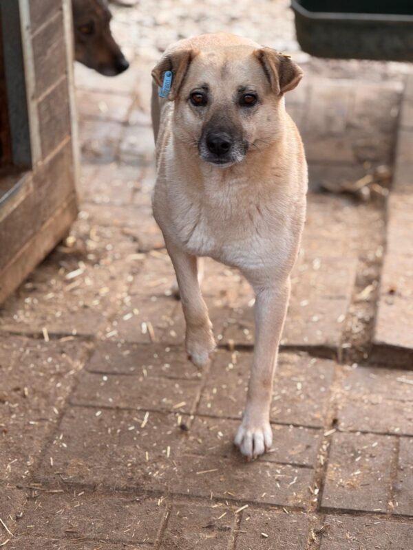 ISABELL (♀) – Bild 5