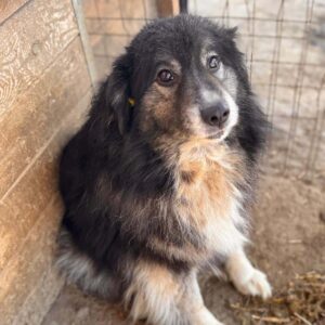 ZAZA (♀) - ausgereist zum TH Filderstadt (AL)