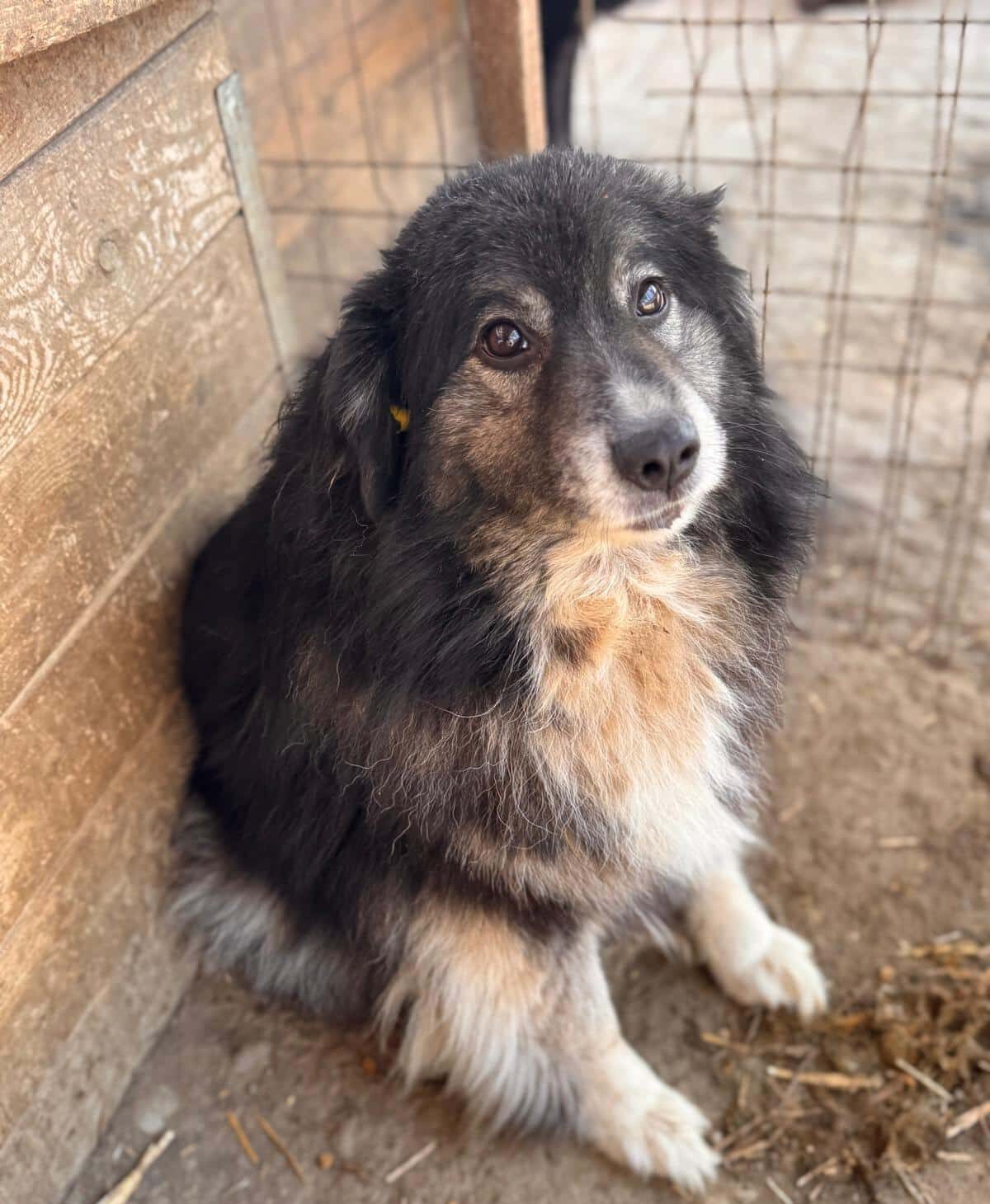 ZAZA (♀) - ausgereist zum TH Filderstadt (AL)