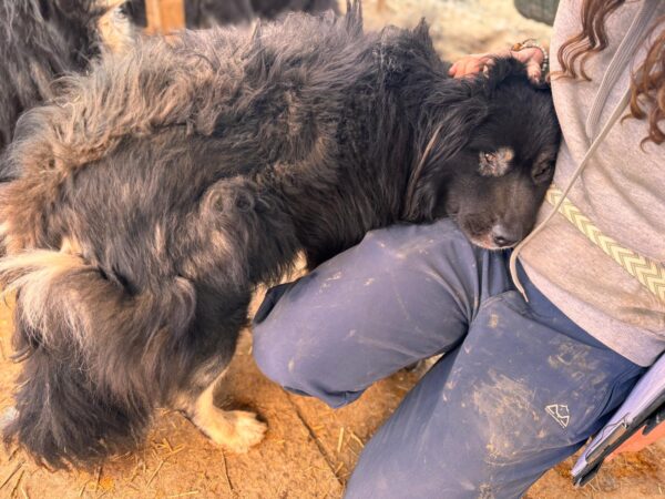 ORIK (♂) - stark verfilzt – Bild 4