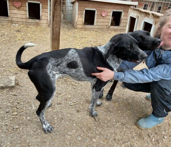 PATCH - Notfall - viel zu dünn, Wunde an der Hüfte, Zaunkletterer, sehr verzweifelt - ausgereist zur Tierhilfe Lebenswert DR 25.04.25 – Bild 7