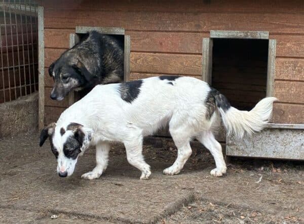 CLEENA (♀) – Bild 4