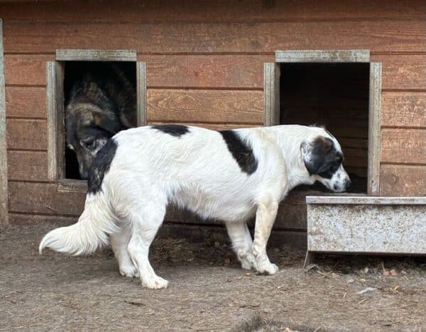 CLEENA (♀) – Bild 8