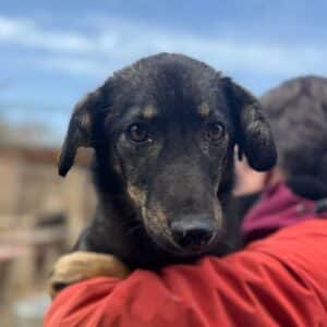 MAGALIE (♀) - ausgereist zu Vierbeiner in Not (AL)