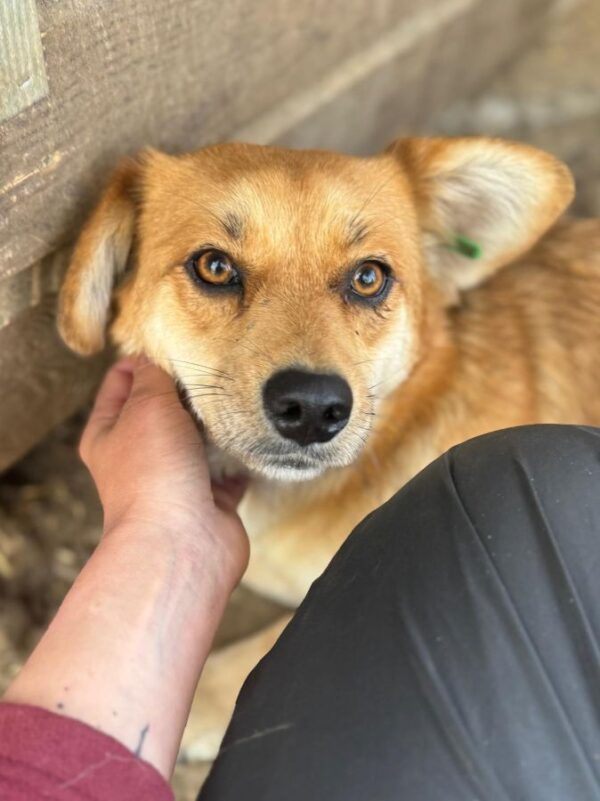 COCCO (♀) - ausgereist zur Tierhilfe Lebenswert DR 25.04.25 – Bild 2