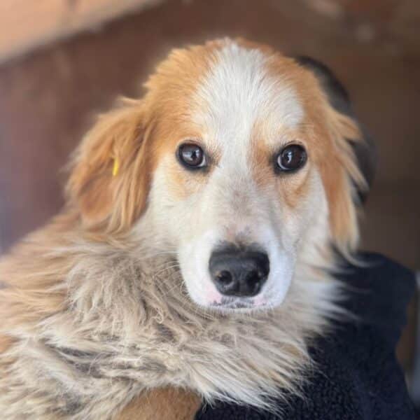 PIPER (♀)