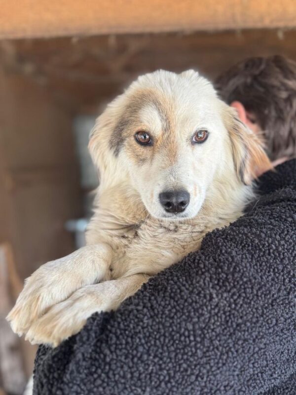 ZOE (♀) - ausgereist zur Tierhilfe Lebenswert DR 16.05.25 – Bild 4
