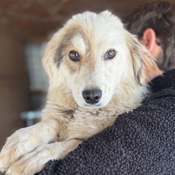 ZOE (♀) - ausgereist zur Tierhilfe Lebenswert DR 16.05.25 – Bild 3