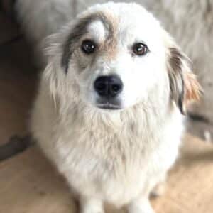 ZOE (♀) - ausgereist zur Tierhilfe Lebenswert DR 16.05.25