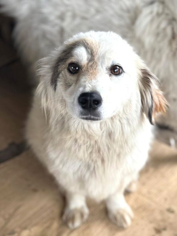 ZOE (♀) - ausgereist zur Tierhilfe Lebenswert DR 16.05.25