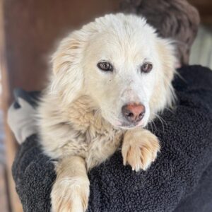 PARMIDA (♀) - ausgereist Mihaela (25.04.25)