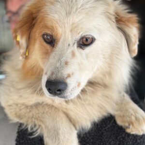 CRUSCA (♀) - ausgereist zu Vierbeiner in Not (AL)