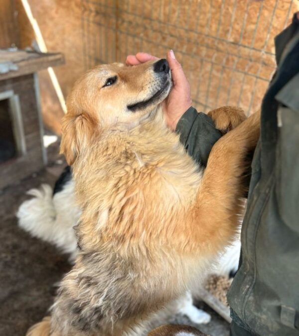 TRIXI (♀) - Notfall - Beissopfer - dringend Platz gesucht – Bild 5