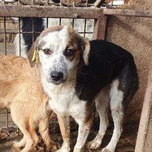 VALERIE (♀) - in Rumänien vermittelt 04/25