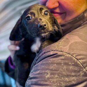 NOELA (♀) - ausgereist zur Tierhilfe Lebenswert DR 25.04.25