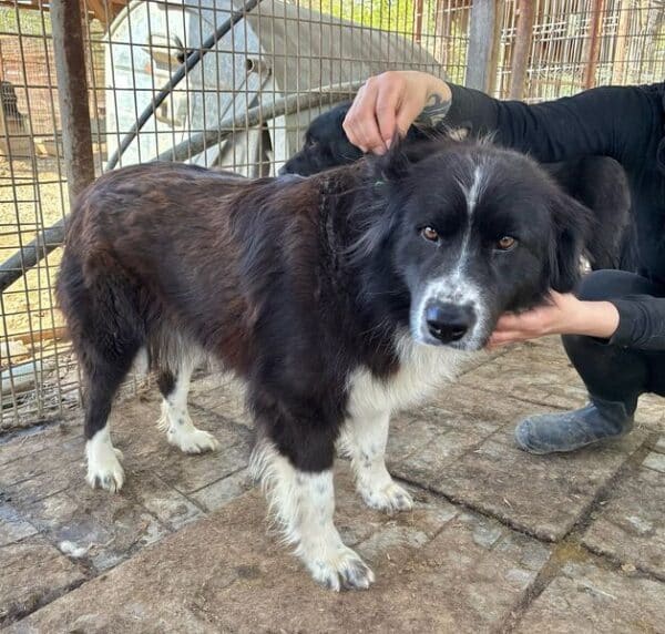 FENJA (♀) – Bild 4