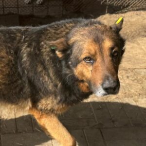 NIELAS (♂) - NOTFALL, viel zu dünn!