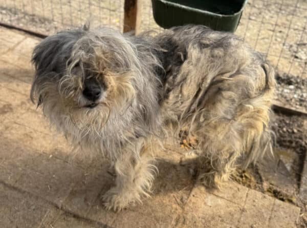 SKYLAR (⚤) NOTFALL, verfilzt + Mobbingopfer – Bild 2