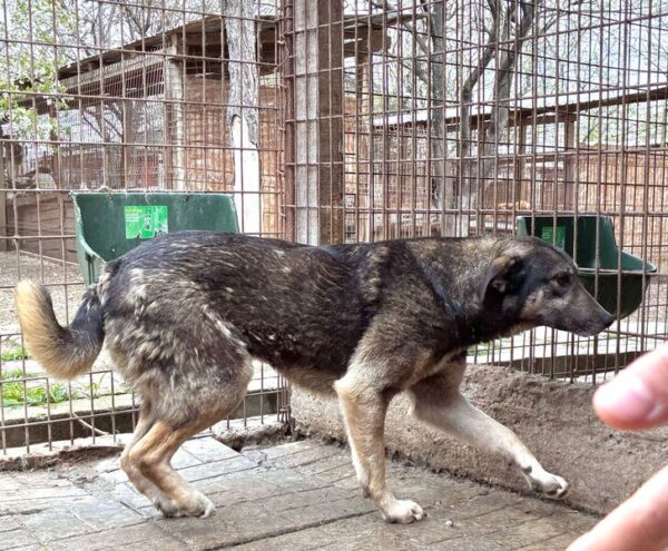 LENNOX (♂) – Bild 3