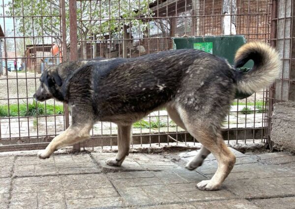 LENNOX (♂) – Bild 5