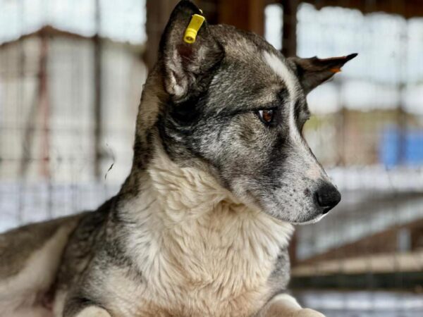 ASTRID (♀) – Bild 5